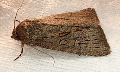 Ectopatria mundoides