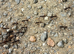 Eciton burchellii