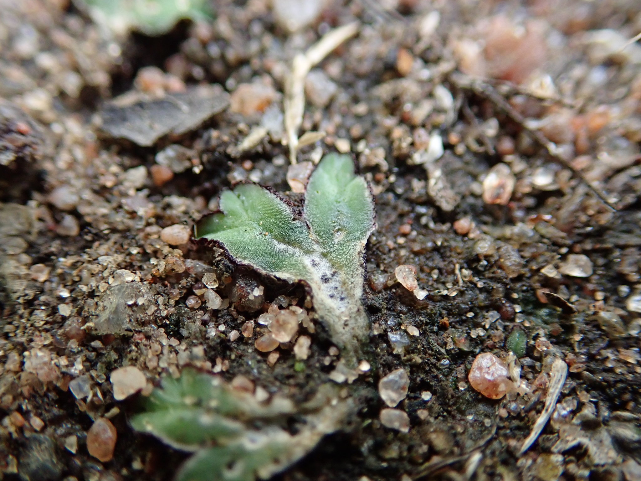 Riccia macrospora