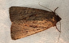 Ectopatria mundoides