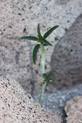 Ditaxis brandegeei