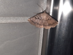 Blasticorhinus rivulosa