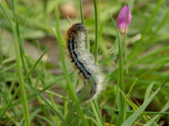 Malacosoma castrense