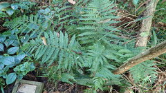 Polystichum pungens