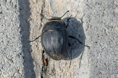 Erodius tibialis