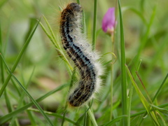 Malacosoma castrense