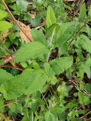 Teucrium scorodonia