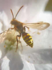 Nomada flava