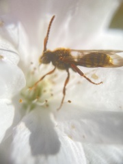 Nomada flava