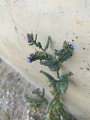 Anchusa arvensis orientalis