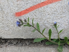Anchusa arvensis orientalis