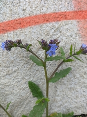 Anchusa arvensis orientalis
