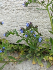 Anchusa arvensis orientalis