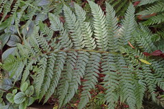 Polystichum pungens