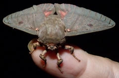 Citheronia sepulcralis