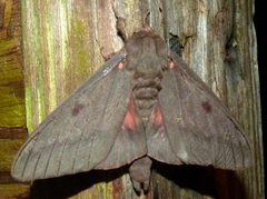 Citheronia sepulcralis