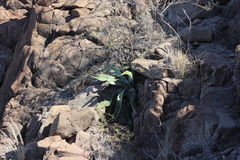 Agave sobria