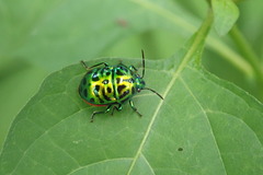 Lamprocoris lateralis