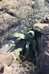 Agave sobria