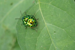 Lamprocoris lateralis