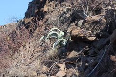 Agave sobria sobria