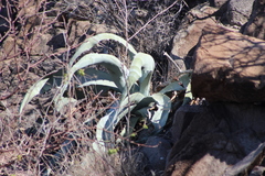 Agave sobria sobria