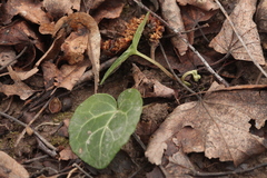 Pyrola renifolia