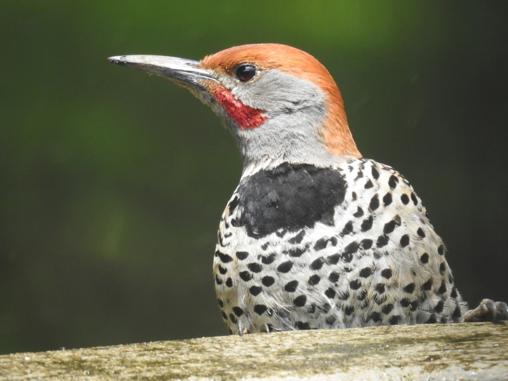 Guatemalan Flicker photo