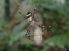 Argiope minuta