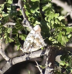 Charaxes jahlusa