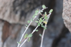 Euphorbia magdalenae