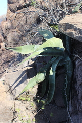 Agave sobria