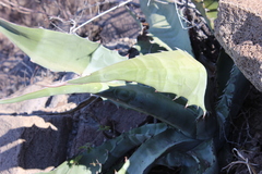 Agave sobria