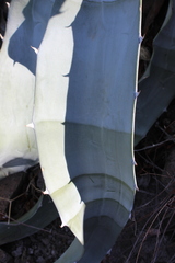 Agave sobria sobria
