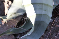 Agave sobria sobria
