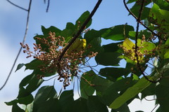 Mallotus paniculatus