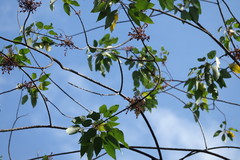Mallotus paniculatus