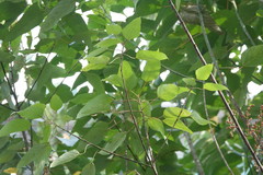 Mallotus paniculatus
