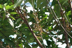 Mallotus paniculatus