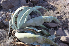 Agave sobria sobria