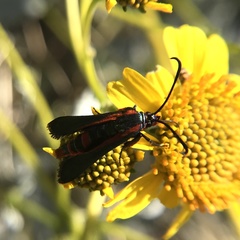 Synanthedon polygoni