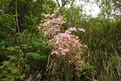 Rhododendron breviperulatum