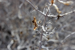 Ruellia californica peninsularis