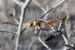 Ruellia californica peninsularis