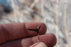 Ruellia californica peninsularis