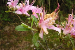 Rhododendron breviperulatum