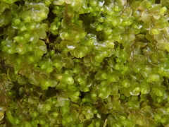 Jungermannia atrovirens