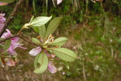 Rhododendron breviperulatum