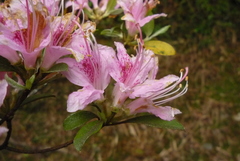Rhododendron breviperulatum