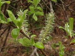 Salix appendiculata